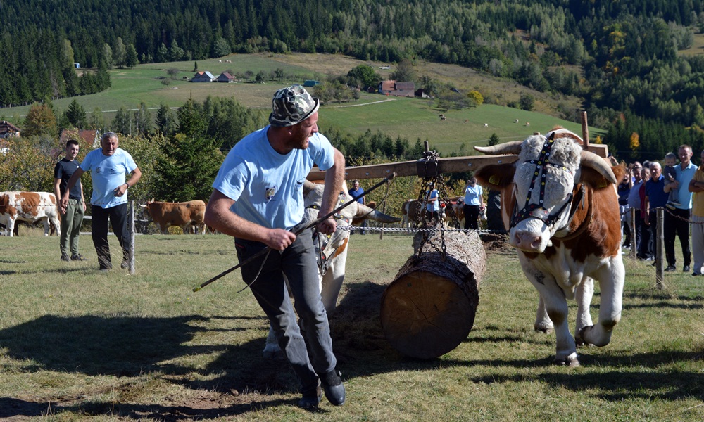 И прошле године конкуренција је била јака- Боћа Лечић  (Фото: Ж. Дулановић)