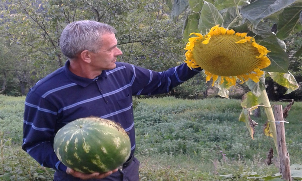 Лубеница и сунцокрет у Бистрици