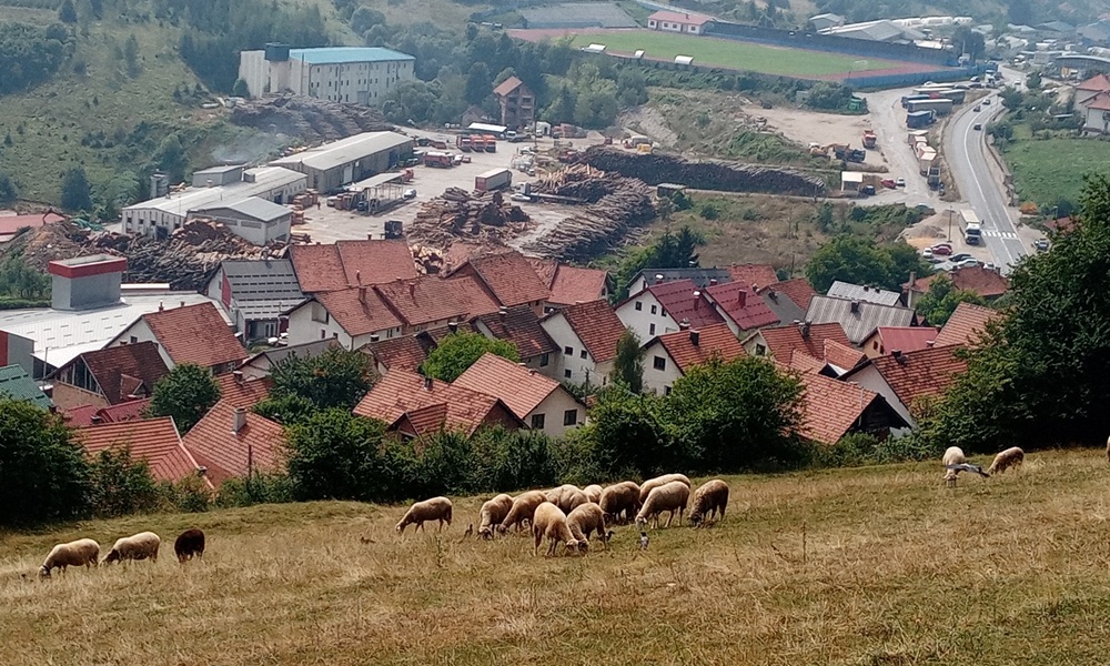 Штета велика- Синџиревићи имали стадо за пример (Фото: Ж. Дулановић)