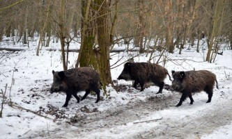 Чувају дивљач: Дивље свиње (Фото: novosti.rs)