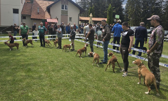 Учествовало стотинак паса из Србије и региона (Фото: Д. Мариновић)