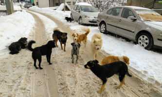 Грађани се жале на терор чопора (Фото: Д. Гагричић)
