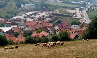 Штета велика- Синџиревићи имали стадо за пример (Фото: Ж. Дулановић)